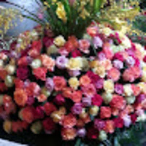 Meet your Posher, Arlene o'connor